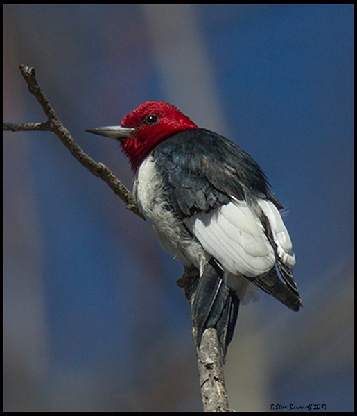 _7SB4010 red-headed woodpecker.jpg